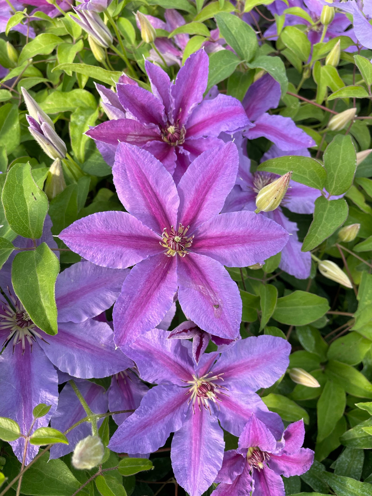 Clematis - Tumaini