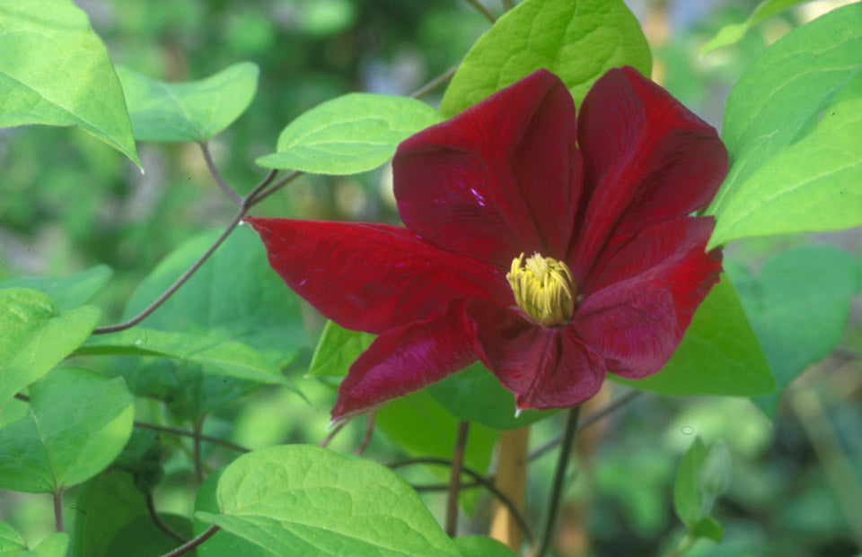 Clematis - Voluceau