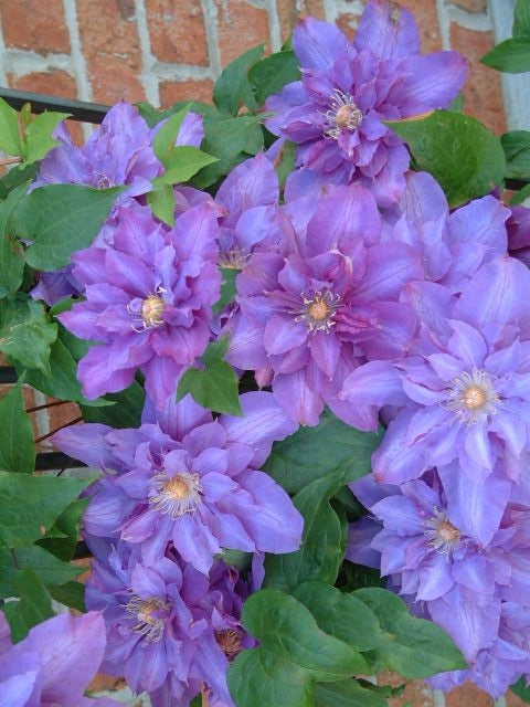 Clematis - Vyvyan Pennell