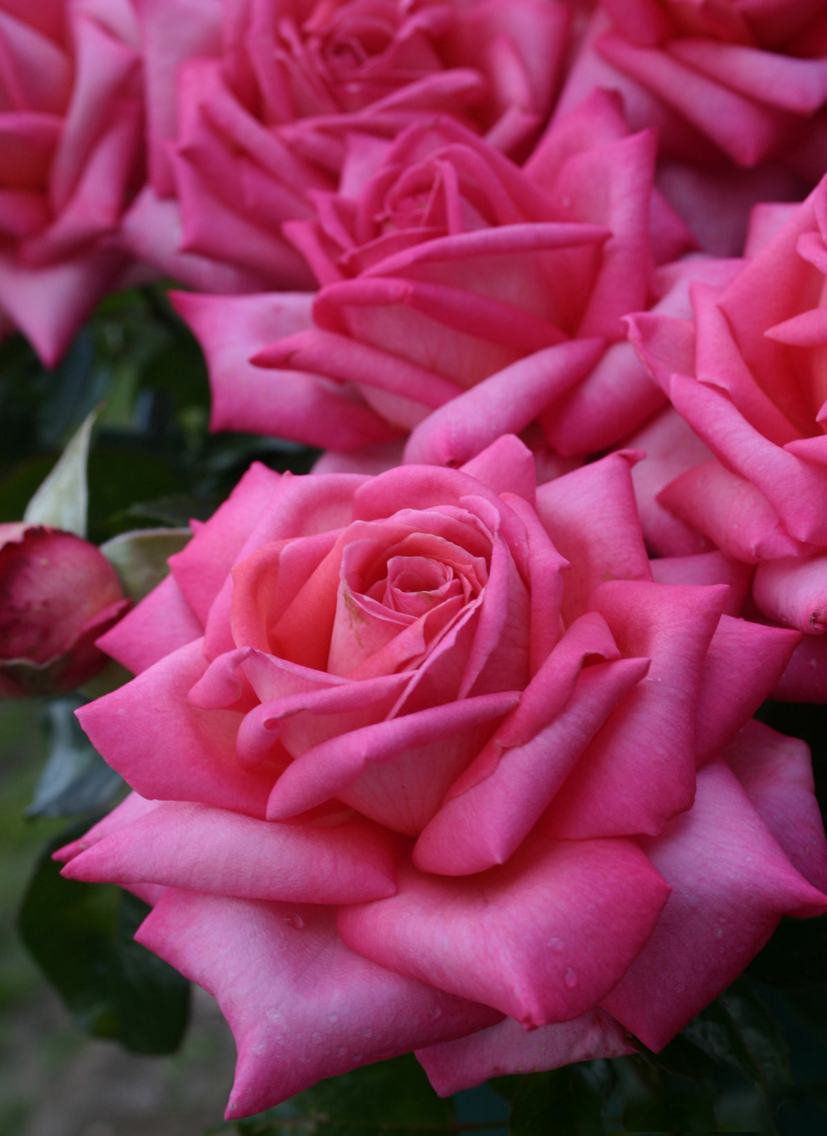 Rose - Eleganza Wedding Bells