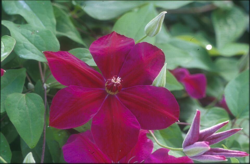 Clematis - Westerplatte