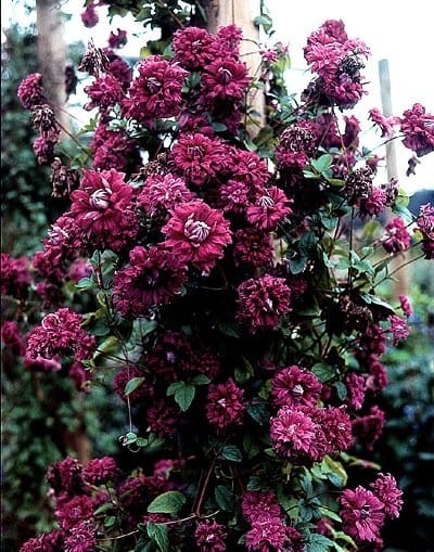 Clematis 'Viticella Purpurea Plena Elegans'