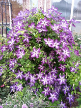 Load image into Gallery viewer, Clematis Viticella - Night Star
