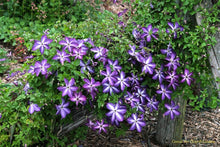 Load image into Gallery viewer, Clematis Viticella - Night Star
