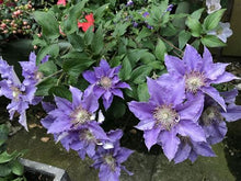 Load image into Gallery viewer, Clematis Bijou - Groundcover - Clumping
