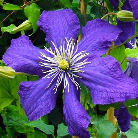 Clematis 'Rhapsody'