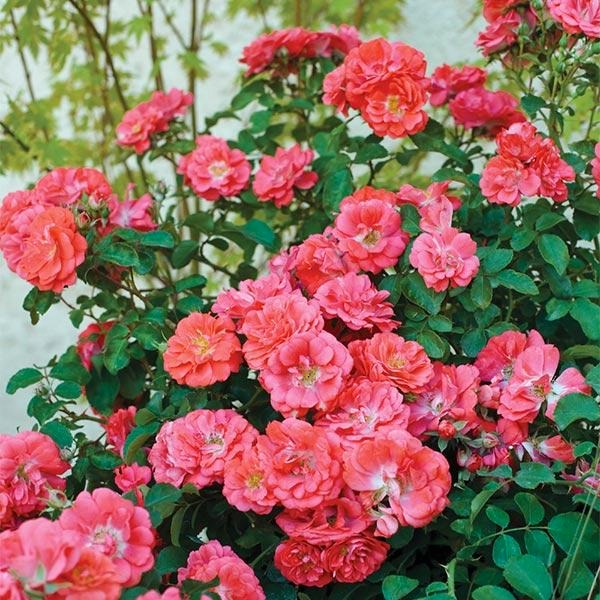 Rose - Groundcover - Coral Drift