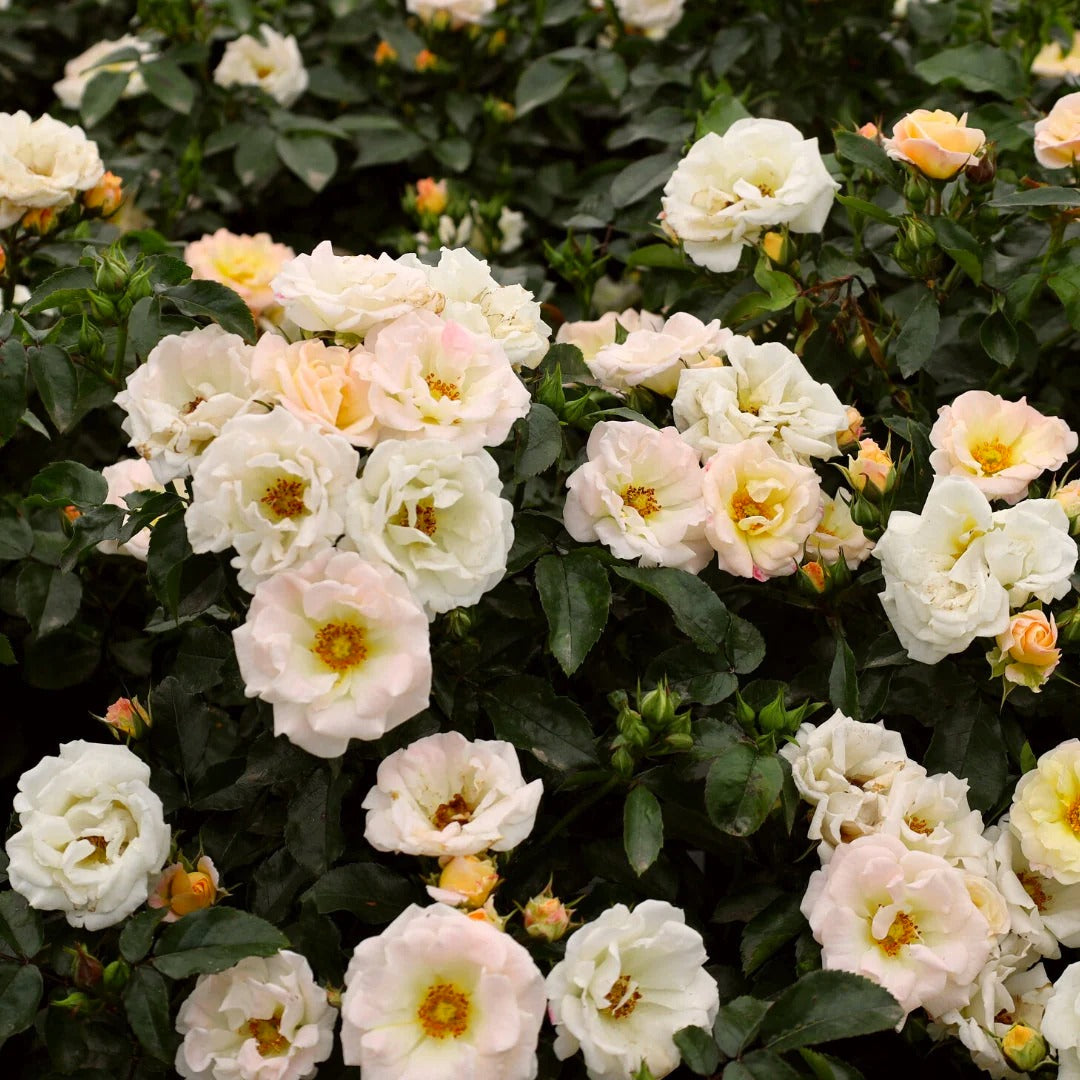 Rose - Groundcover - Popcorn Drift