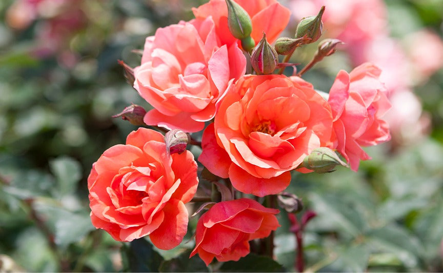 Rose - Knockout - Coral