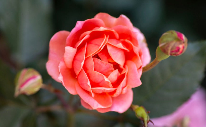 Rose - Knockout - Coral