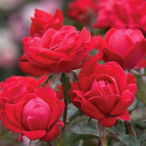 Rose Tree - Double Knockout - Red