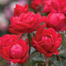 Load image into Gallery viewer, Rose - Double Knockout - Red

