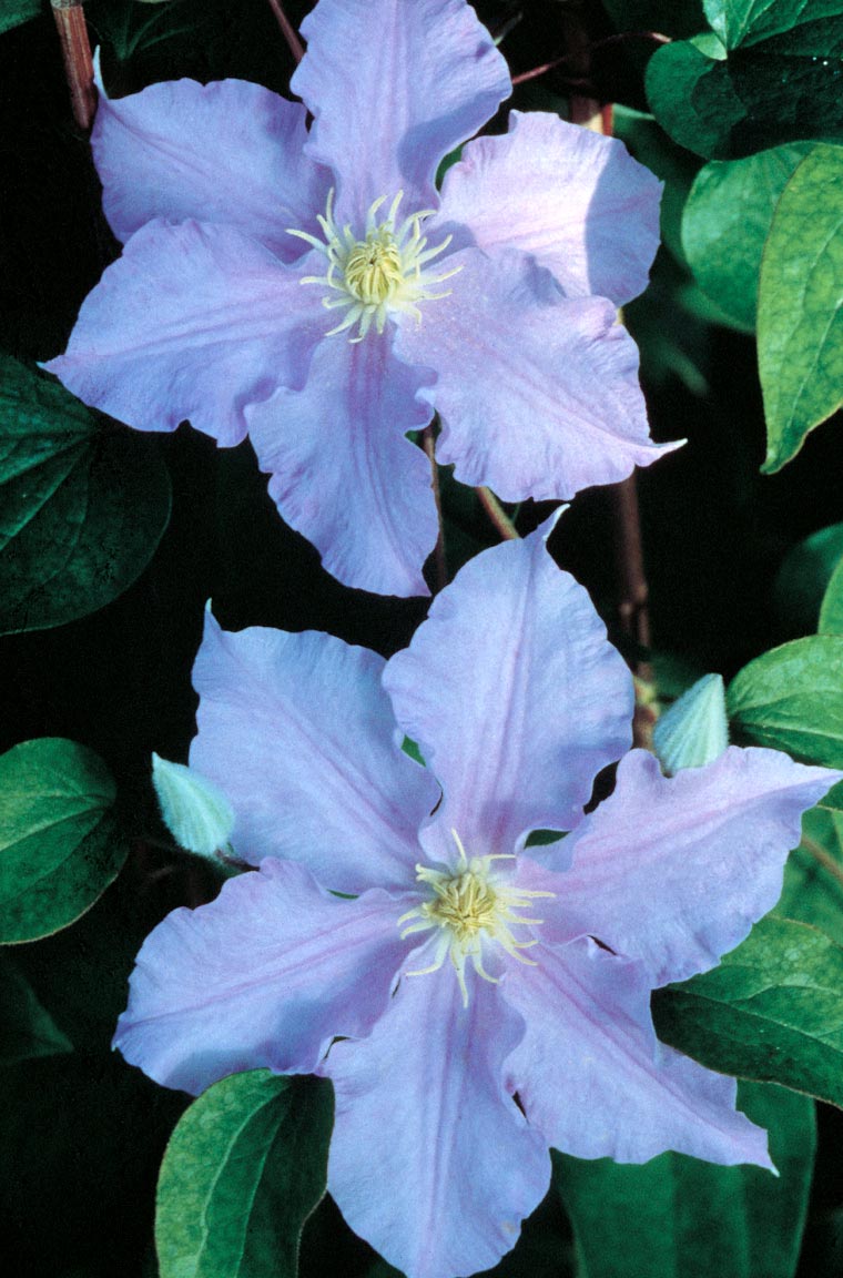 Clematis - Will Goodwin