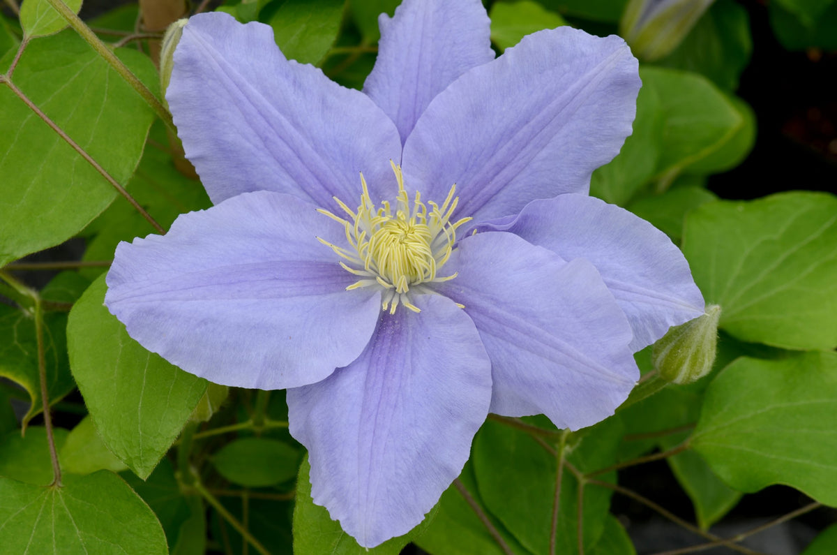 Clematis - Zara Evipo062