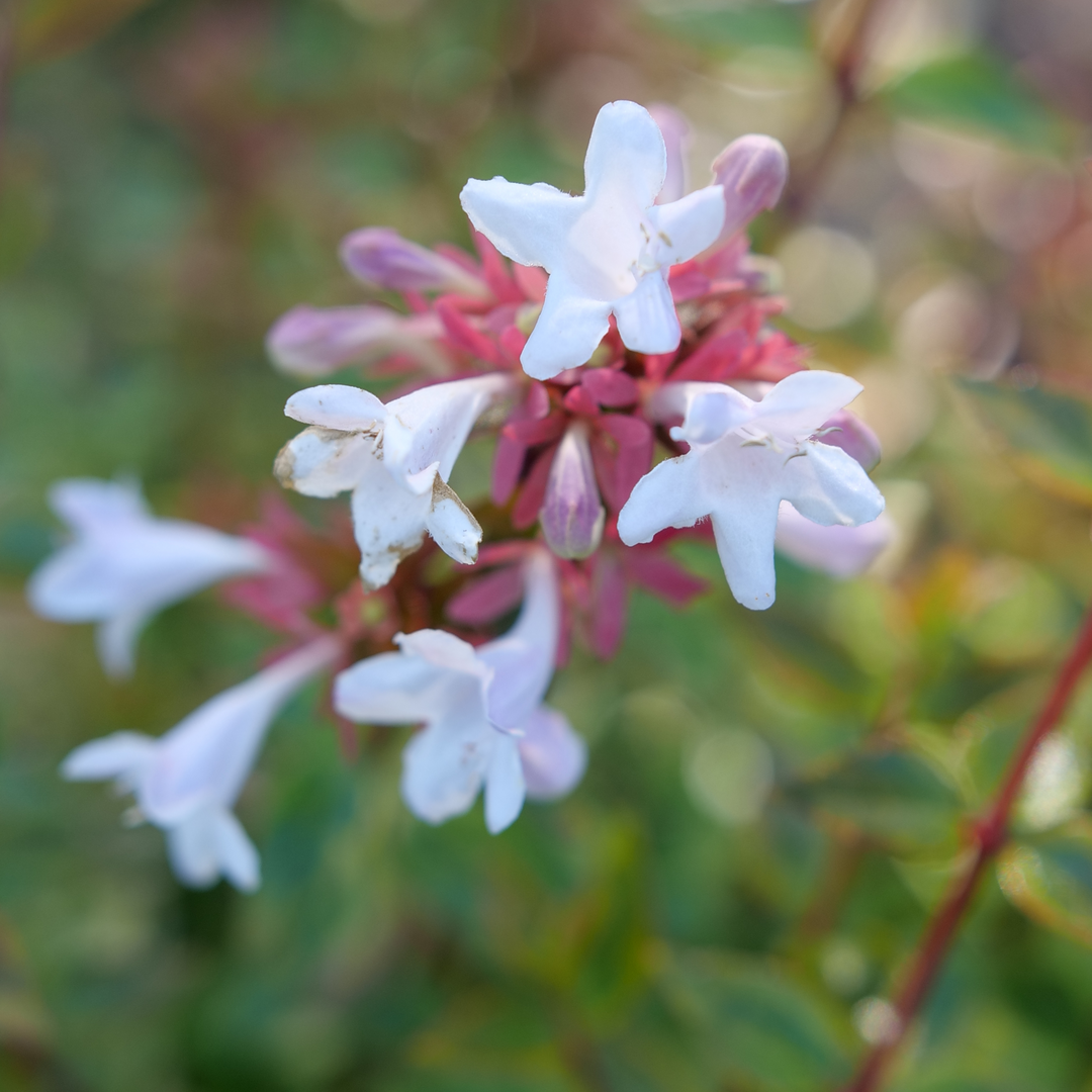 Abelia × 'KEYFLY'