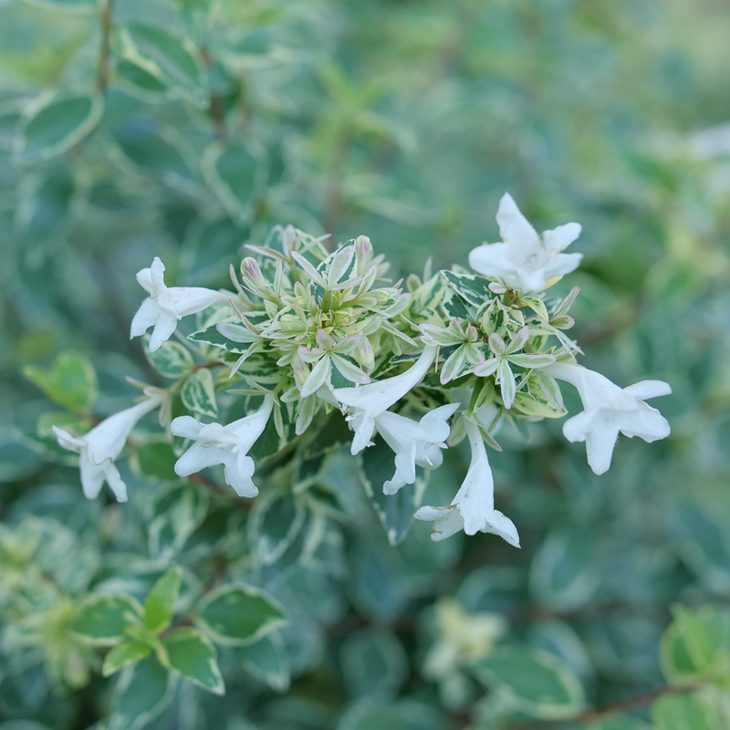 Abelia 'Muabd'