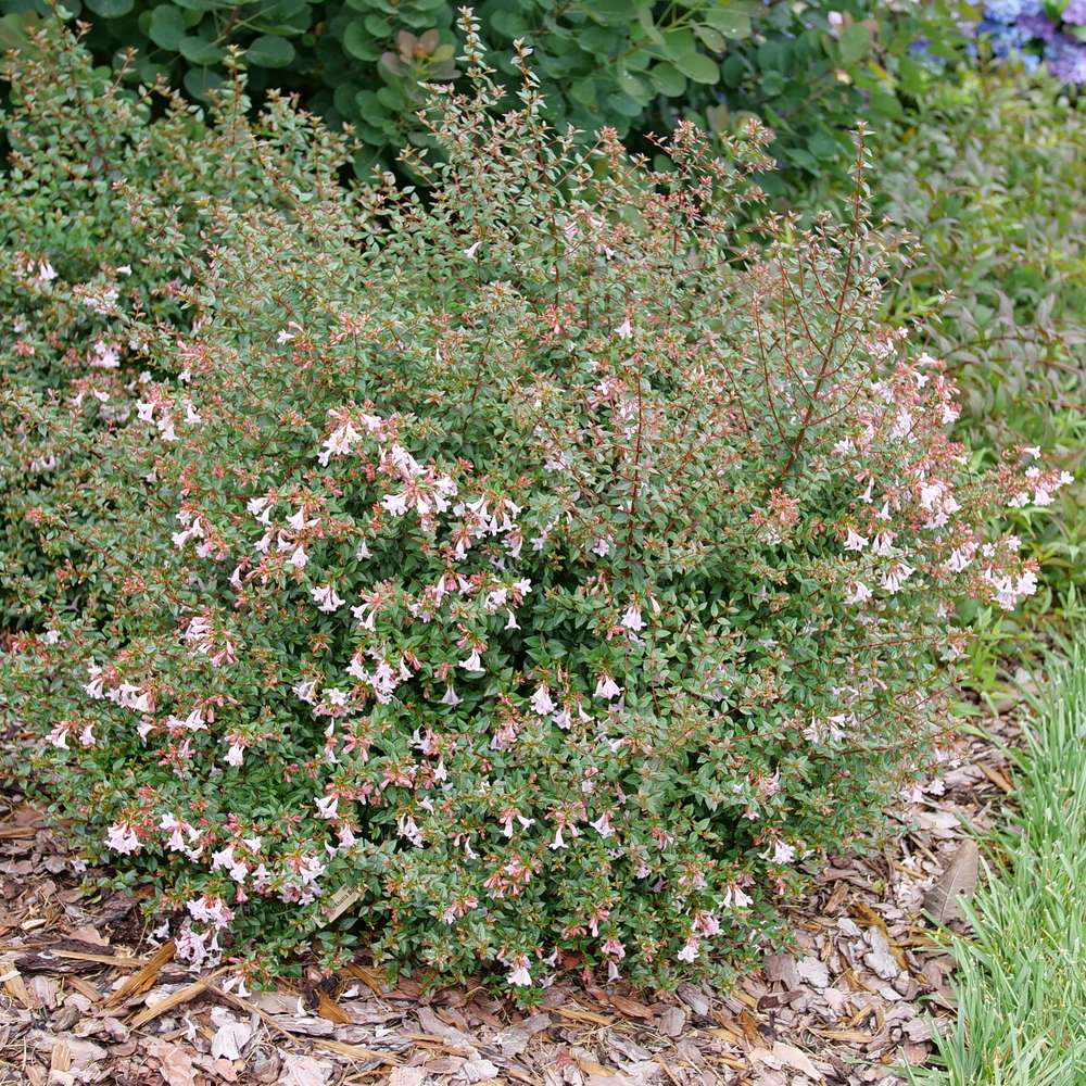 Abelia × 'SMNABP'
