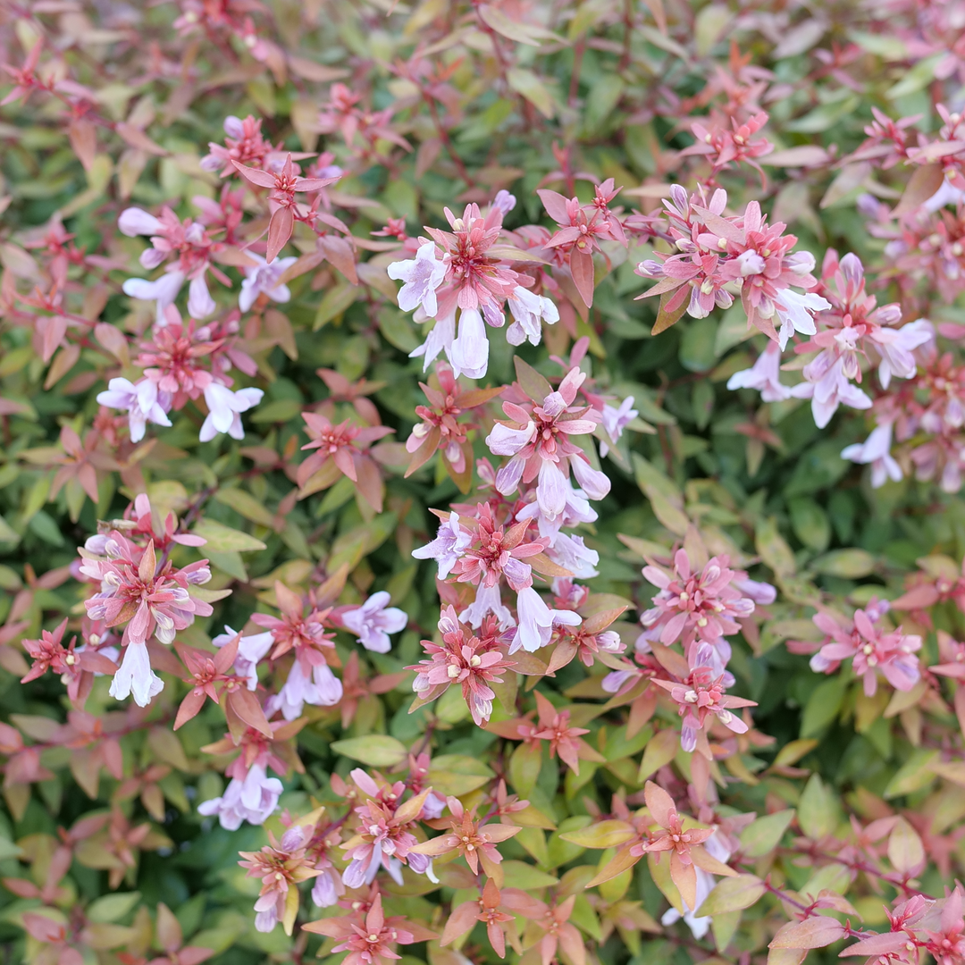 Abelia × 'SMNAGBT'