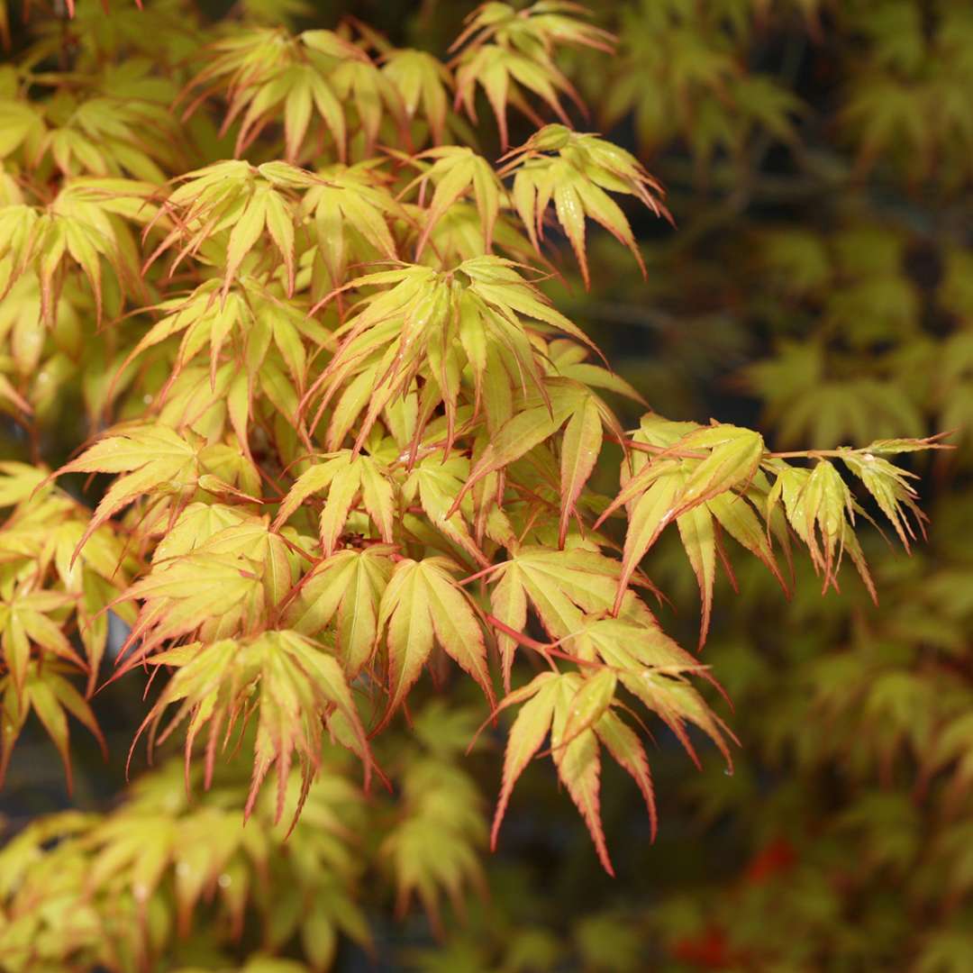 Japanese Maple - ‘Katsura’