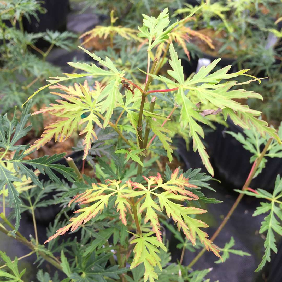 Japanese Maple - ‘Seiryu’
