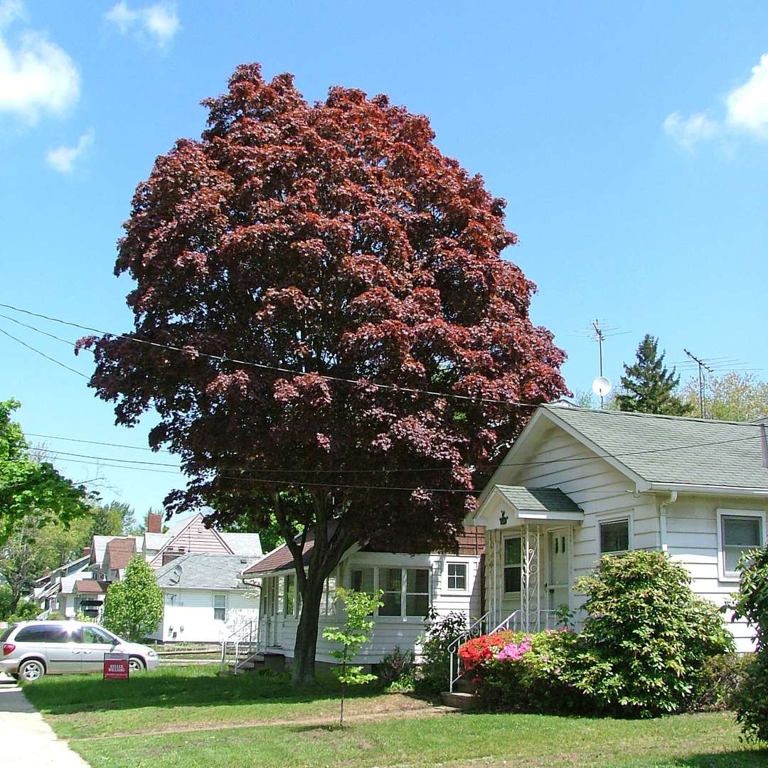 Japanese Maple - Samurai Sword