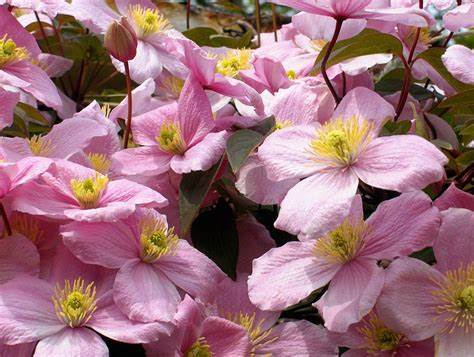 Clematis 'Montana Rubens' - Fragrant