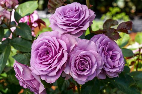 Rose - Climbing - Quick Silver