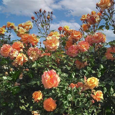 Rose - Climbing - Tangerine Skies