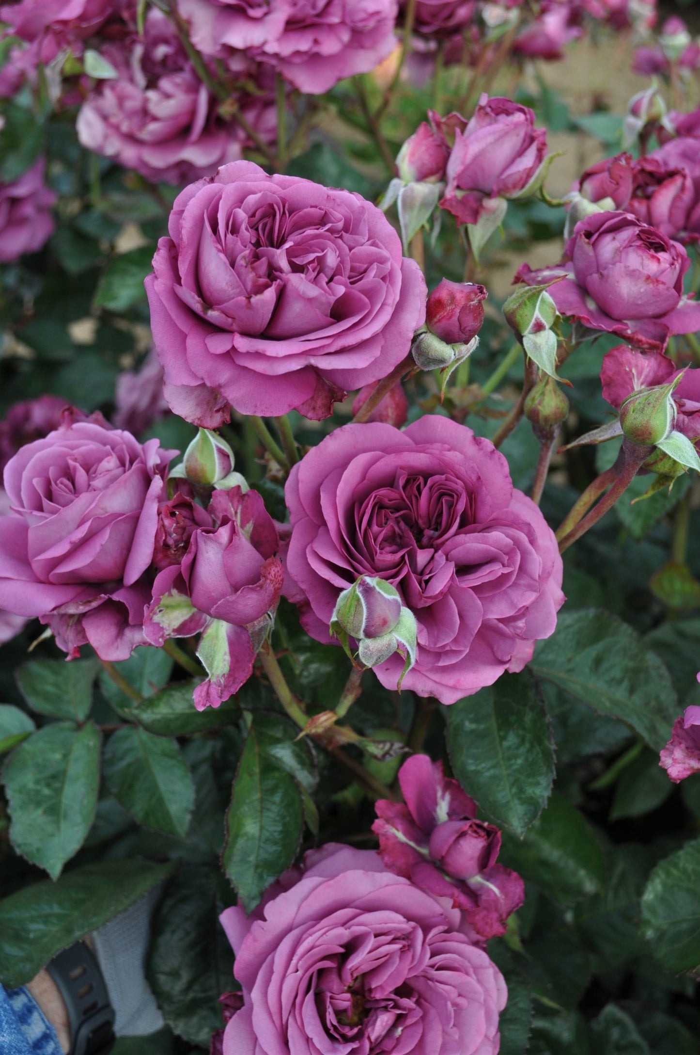 Rose - Kordes - Plum Perfect Sunbelt - Floribunda