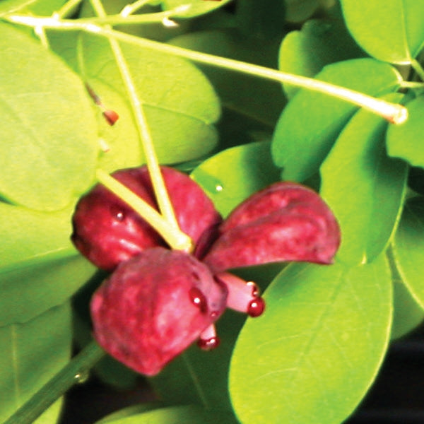 Akebia - (Lardizabalaceae) quinata
