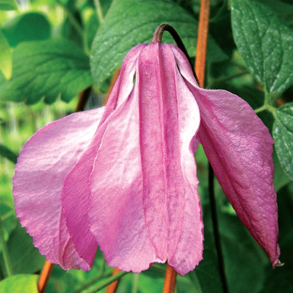 Clematis - integrifolia Alionushka