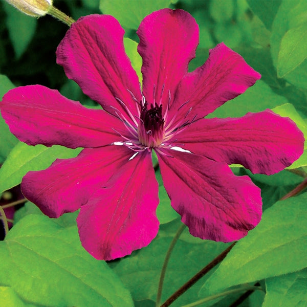 Clematis - Allanah