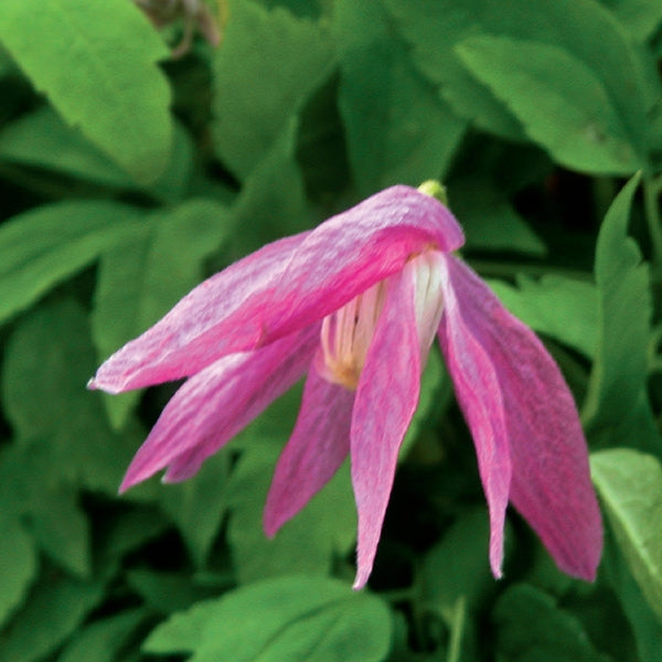 Clematis - alpina Constance
