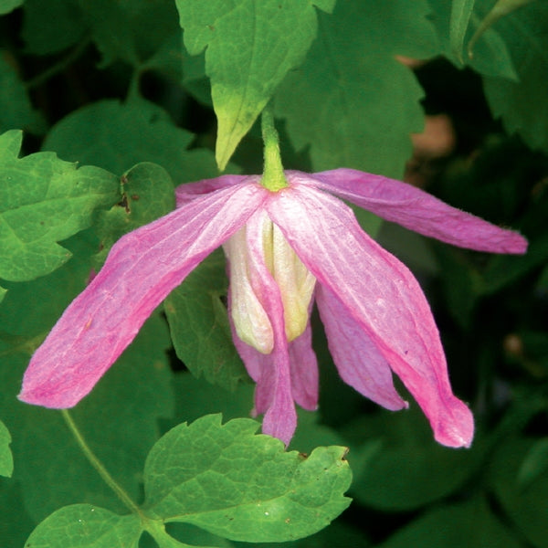 Clematis - alpina Ruby