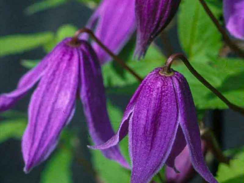Clematis - alpina Helsingborg