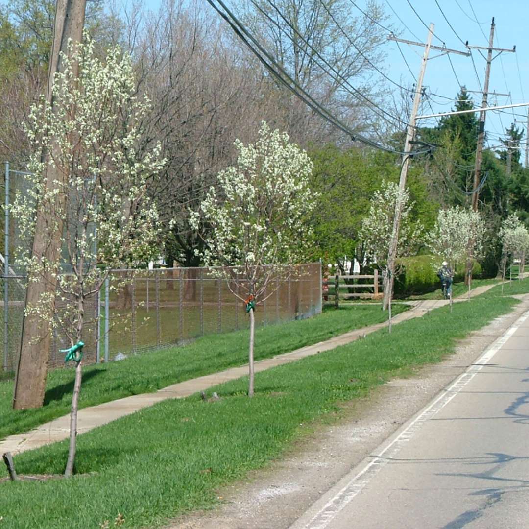 Serviceberry, saskatoon, shadblow - SPRING GLORY