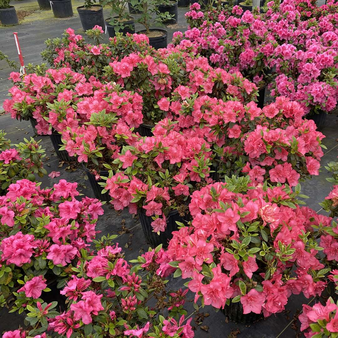 Reblooming Azalea - PERFECTO MUNDO EPIC CORAL