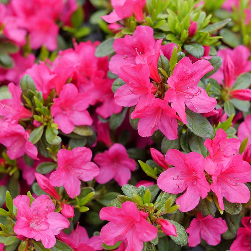 Azalea - reblooming - PERFECTO MUNDO FUCHSIA CARPET