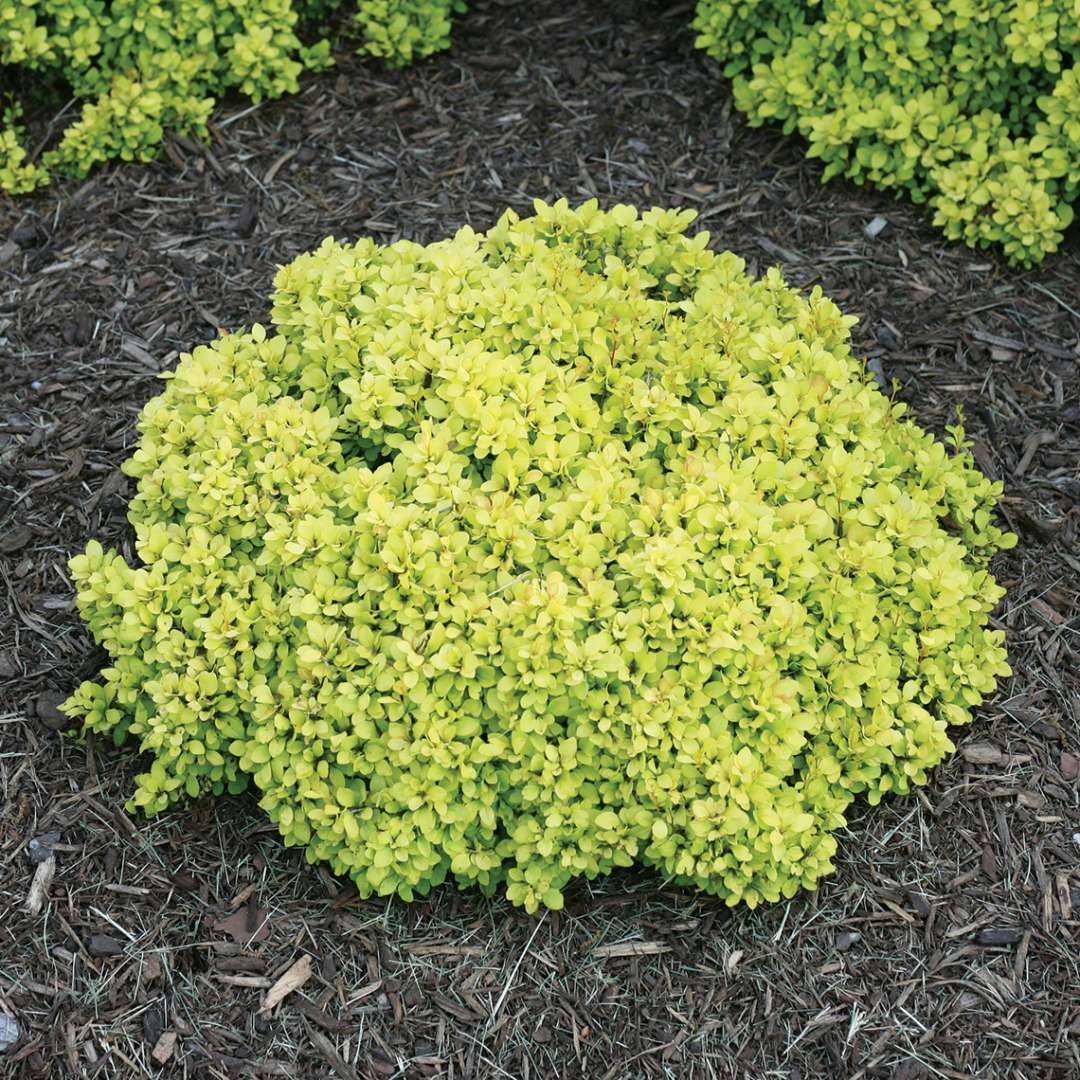 Barberry - SUNJOY Mini Saffron