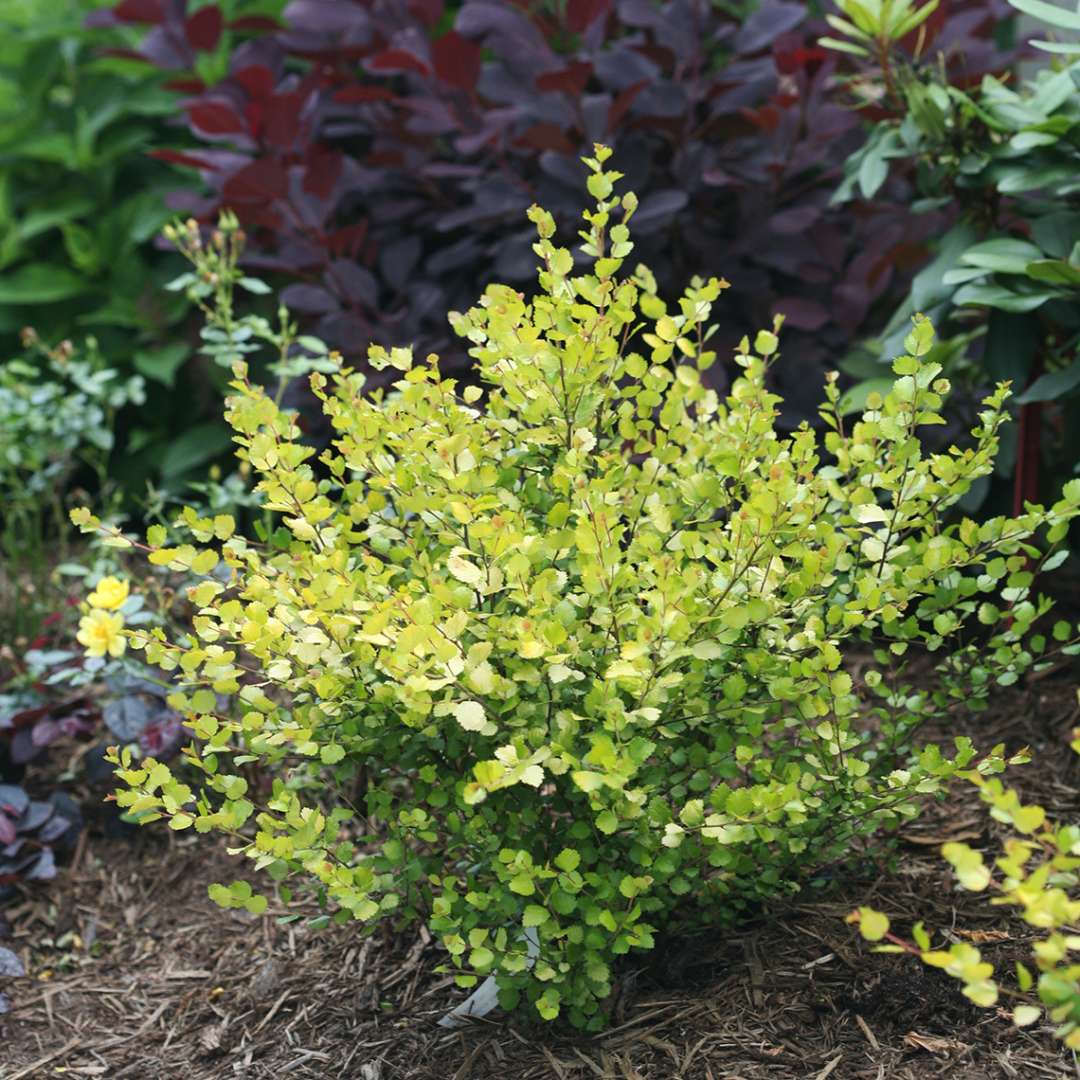 Dwarf Birch - CESKY GOLD