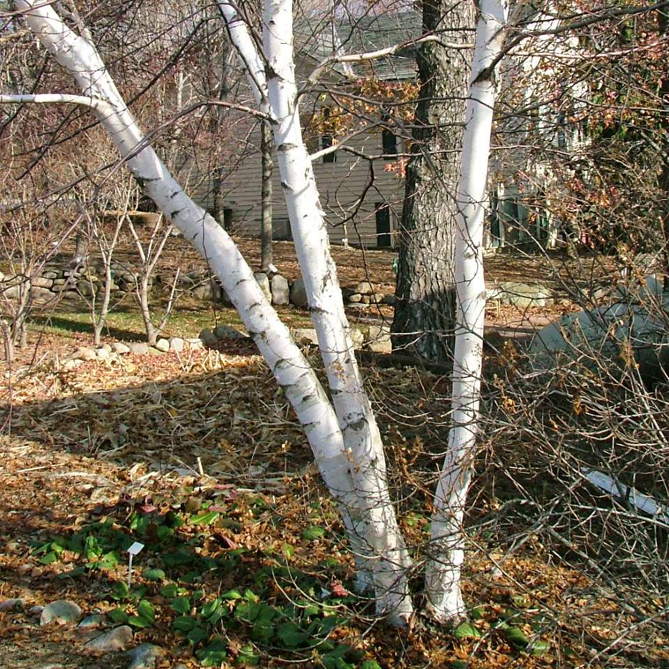 Birch - AVALANCHE