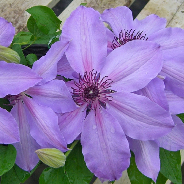 Clematis - Blue Ravine