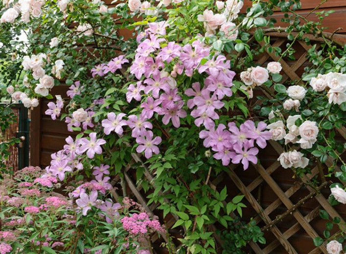 Clematis 'Cometesse De Bouchaud'