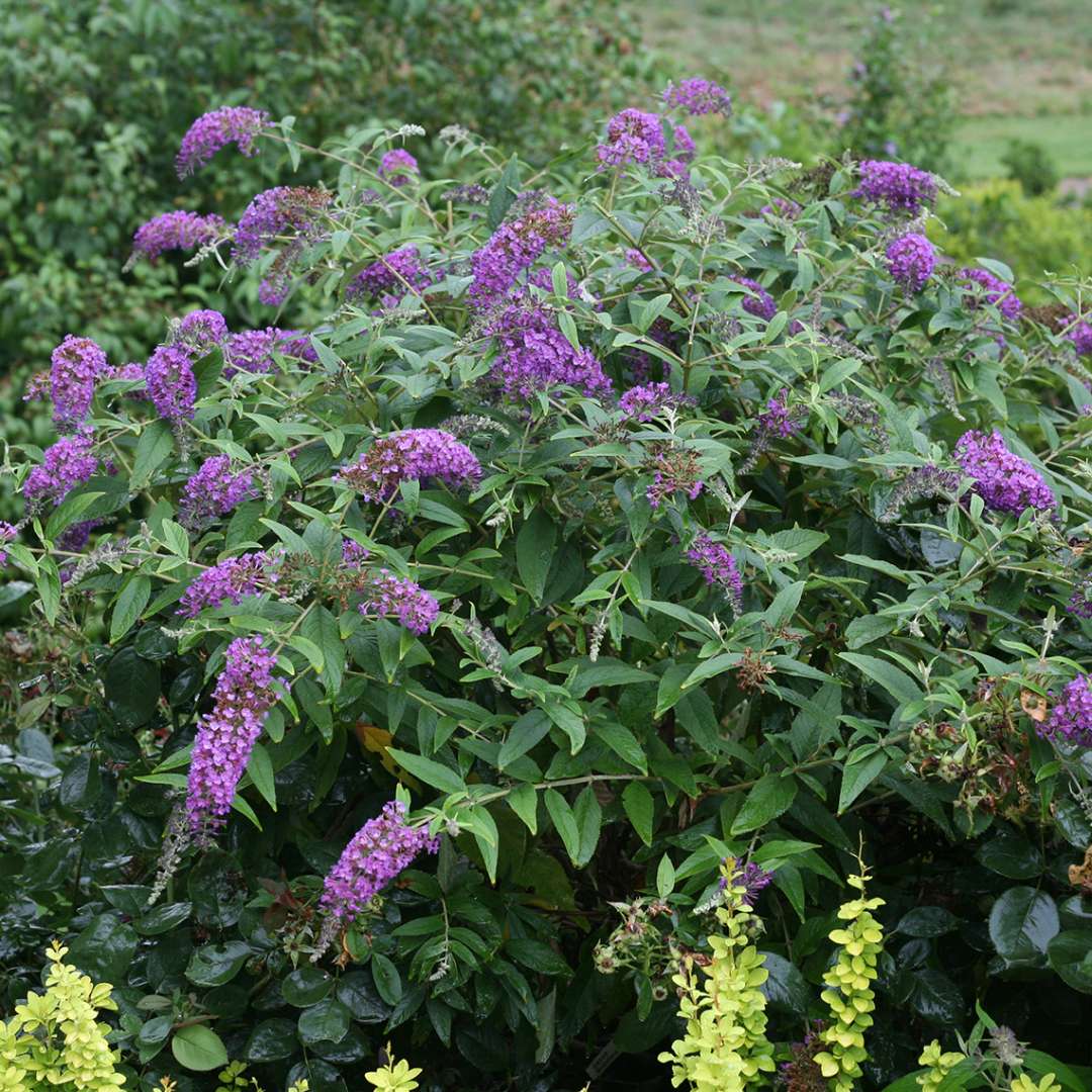 Butterfly Bush - LO & BEHOLD ‘Purple Haze’