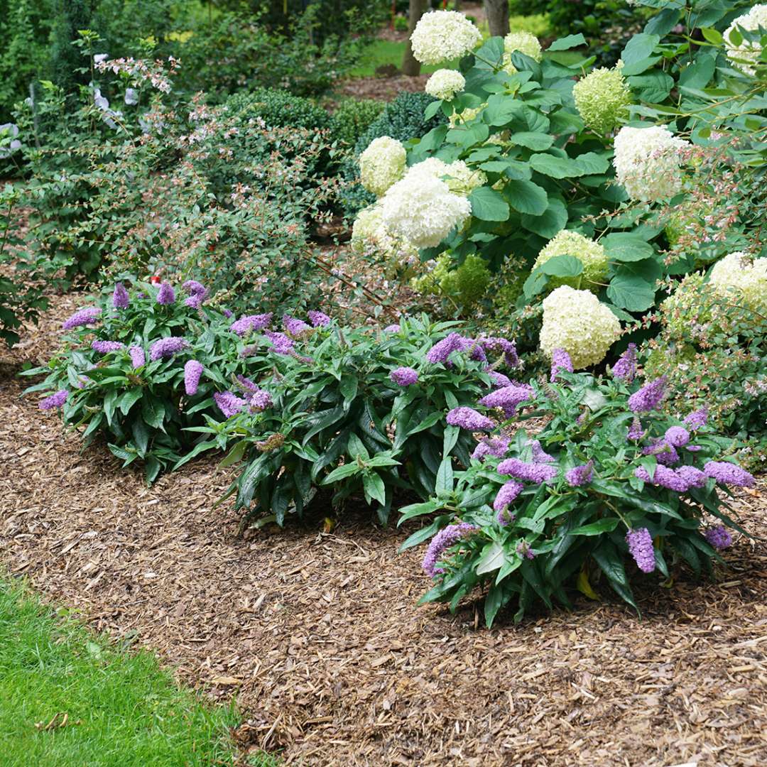 Butterfly Bush - PUGSTER Amethyst