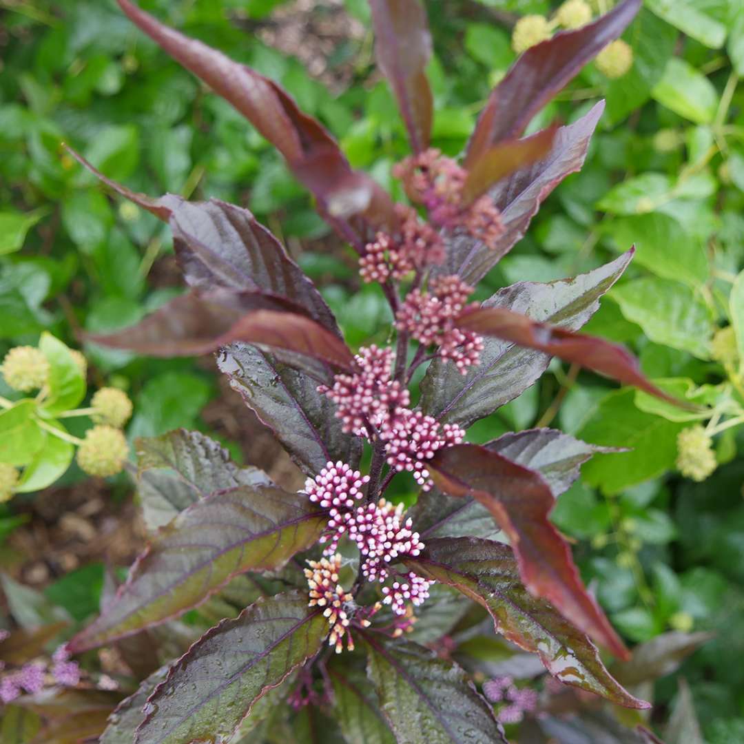 Beautyberry - PEARL GLAM