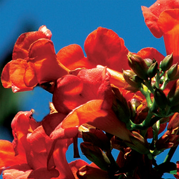 Campsis - radicans Flamenco