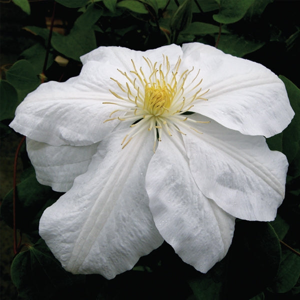 Clematis - Candida