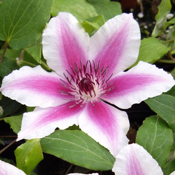 Clematis - Caroline