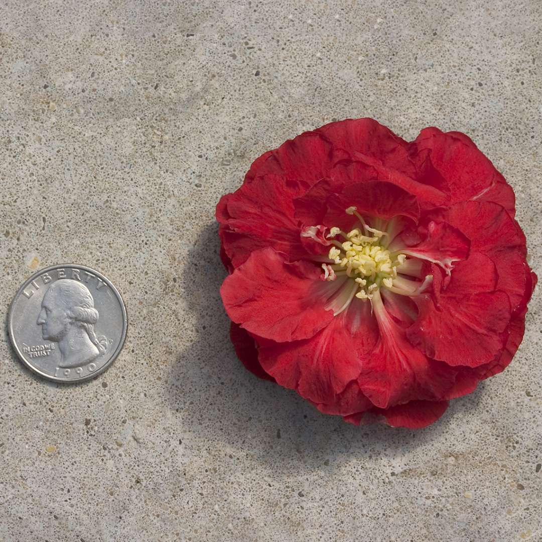 Quince - DOUBLE TAKE Scarlet